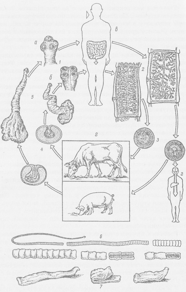 Какая стадия свиного цепня разовьется в человеке. Жизненный цикл свиного цепня схема.