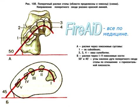 Стопа как целое