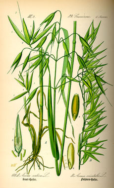 ��� ������������, ��� ��������. ������������ ����������� �� ����� �. �. ���� Flora von Deutschland, &Ouml;sterreich und der Schweiz, 1885