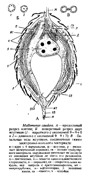 Подпись:
