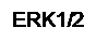 �������: ERK1/2