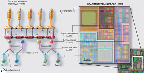 КРЕМНИЕВАЯ СЕТЧАТКА