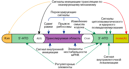 Что и как закодировано в мРНК