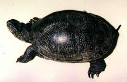 ����������� �������� �������� (Emys orbicularis), ����, ����������