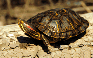 ���������� ��������, �������� ����������, ���������� (Trachemys scripta scripta), ����, ����������