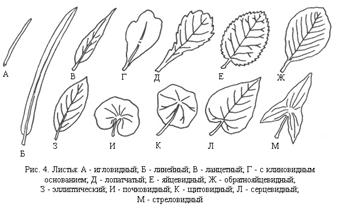 Описание: листья