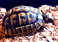 ����������������� ��������, �������� ����������������� (Testudo graeca), ����, ����������