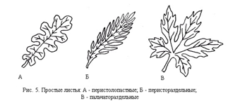 Описание: простые листья