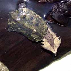 �������� (Chelus fembriatus), ����, ����������