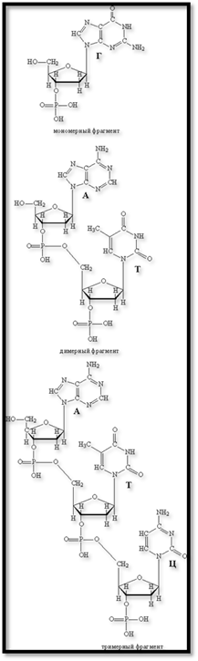 Описание: F:хзчУчебабиопроэкт12386791452cf9.gif