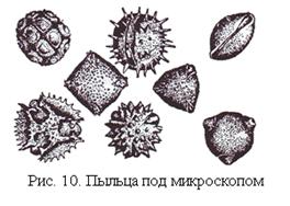 Описание: http://www.sknowled.com/morfolog/img/pilza.jpg