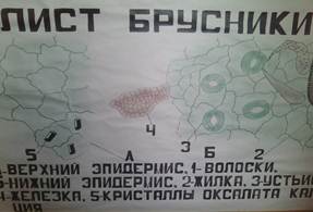 Описание: H:ImagesIMG0782A.jpg