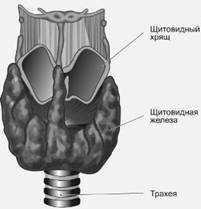 http://my-edu.ru/edu_bio/img/3_08_3.jpg