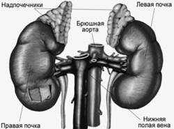 http://my-edu.ru/edu_bio/img/3_03_1.jpg