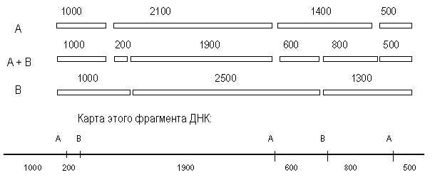 рестрикционная карта фрагмента ДНК