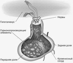 http://my-edu.ru/edu_bio/img/3_08_4.jpg