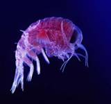 �������� (Hyperia macrocephala)
