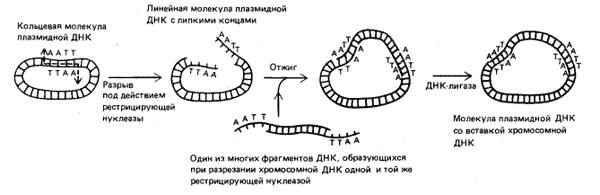 Рис. 1. Встраивание в плазмиду хромосомной ДНК