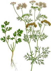 ��������: D:��� �����������������coriandrum-sativum.jpg