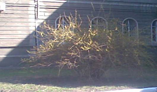 кустарник возле завода.jpg