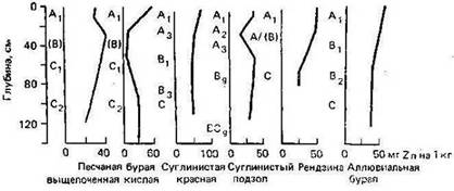 граф