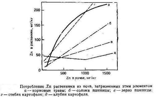 граф