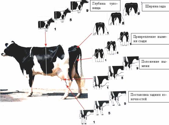 Схема
оценки некоторых статей у молочного крупного рогатого скота