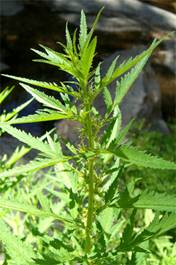 �������� Datisca glomerata (���� � ����� bornnaturalist.org)