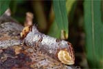 ����� ����������� (Phalera bucephala )