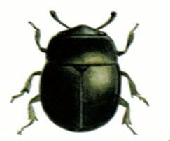 Описание: Meligethes_aeneus.jpg