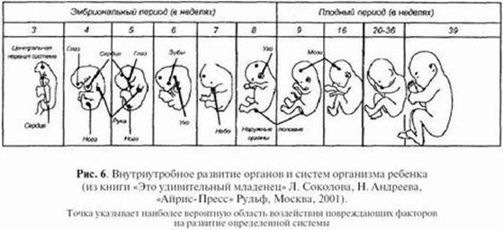 внутриутробное развитие плода