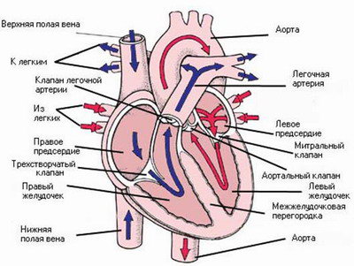 Анатомическое строение сердца