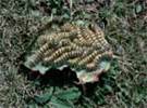 Phalera bucephala ������� 