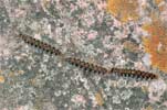�������� ���������� (Dendrolimus pini )