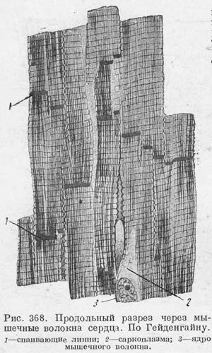Рис.368. Мышечные волокна сердца.