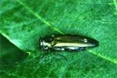 ������������ ��������� ������ (Agrilus biguttatus)