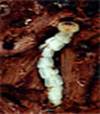 Agrilus biguttatus �������