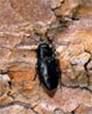 �������� ����� ������ (Phaenops cyanea )