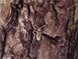 ����� ���������� ���� (Acanthocinus aedilis )