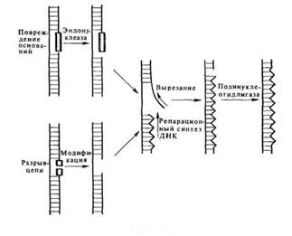Описание: C:Documents and SettingsAdminРабочий столНовая папкаclip_image003.jpg