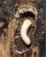 Acanthocinus aedilis ������� 