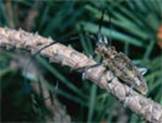 �������� ������ ���� (Monochamus galloprovincialis )