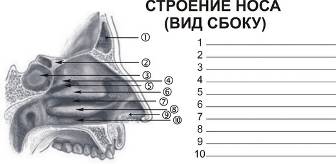 Полость носа