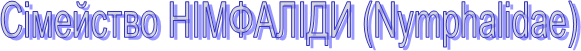 ѳ������� Ͳ���˲�� (Nymphal�dae)