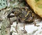 �������� ������� ���������� (Hylobius abietis )