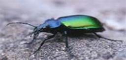 �������� ������� (Calosoma sycophanta )