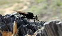 ������ (����) �������� (Laphria gibbosa )
