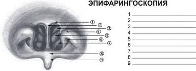Носоглотка
