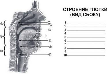 Глотка