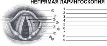 Голосовые складки